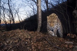 New Study: An Estimated 84 Highly Endangered Amur Leopards Remain in the Wild in China and Russia